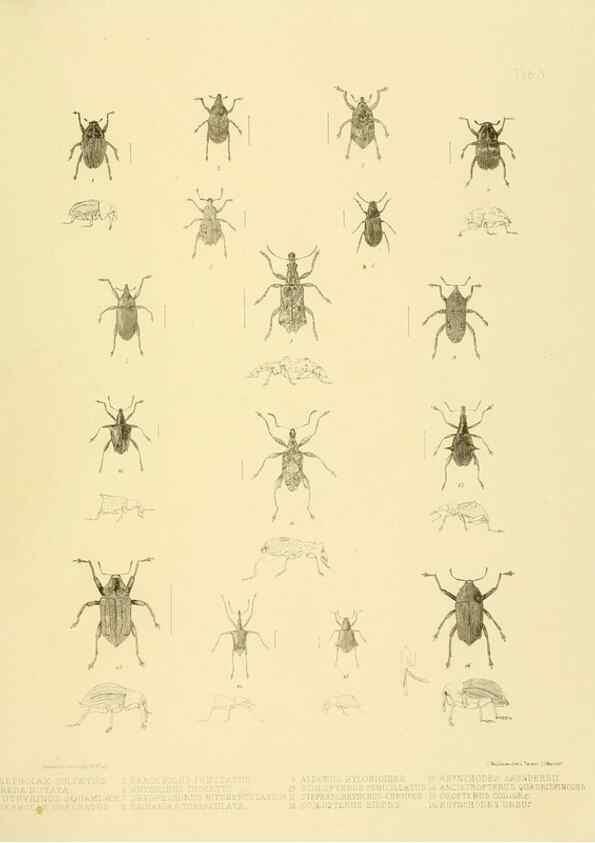 Reproducción/Reproduction 10328236673: The zoology of the voyage of the H.M.S. Erebus & Terror,. London,E. W. Janson,1844-1875.
