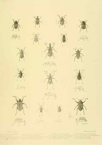Reproducción/Reproduction 10328236673: The zoology of the voyage of the H.M.S. Erebus & Terror,. London,E. W. Janson,1844-1875.