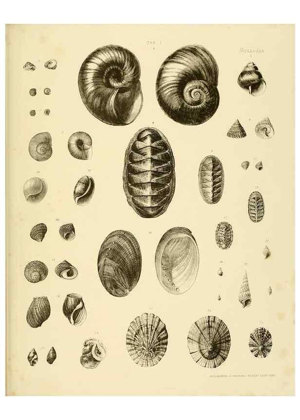 Reproducción/Reproduction 10328257773: The zoology of the voyage of the H.M.S. Erebus & Terror,. London,E. W. Janson,1844-1875.