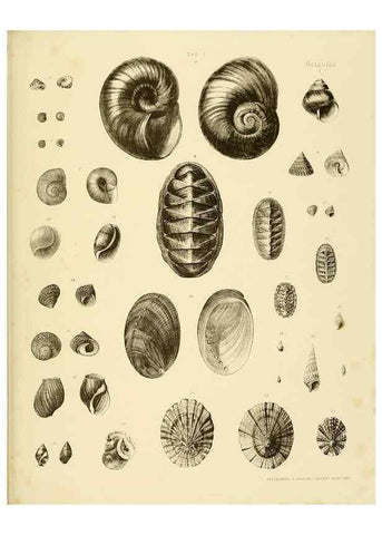 Reproducción/Reproduction 10328257773: The zoology of the voyage of the H.M.S. Erebus & Terror,. London,E. W. Janson,1844-1875.