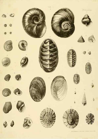 Reproducción/Reproduction 10328257773: The zoology of the voyage of the H.M.S. Erebus & Terror,. London,E. W. Janson,1844-1875.