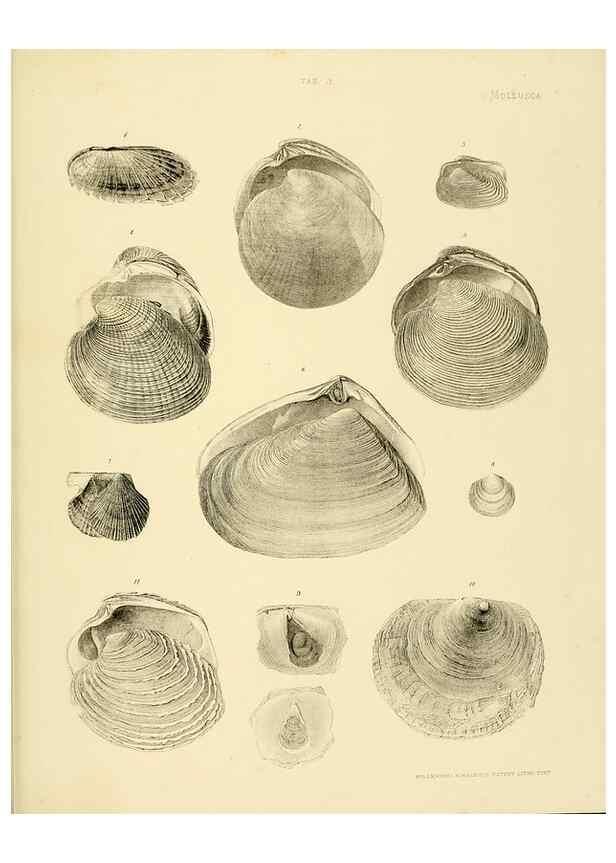 Reproducción/Reproduction 10328103766: The zoology of the voyage of the H.M.S. Erebus & Terror,. London,E. W. Janson,1844-1875.