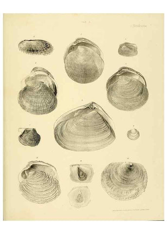 Reproducción/Reproduction 10328103766: The zoology of the voyage of the H.M.S. Erebus & Terror,. London,E. W. Janson,1844-1875.