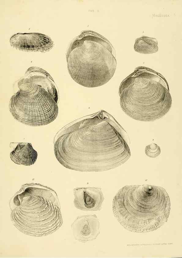 Reproducción/Reproduction 10328103766: The zoology of the voyage of the H.M.S. Erebus & Terror,. London,E. W. Janson,1844-1875.