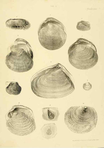 Reproducción/Reproduction 10328103766: The zoology of the voyage of the H.M.S. Erebus & Terror,. London,E. W. Janson,1844-1875.