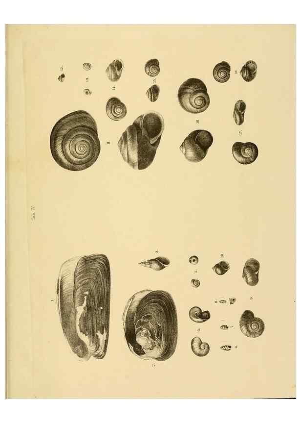 Reproducción/Reproduction 10328105175: The zoology of the voyage of the H.M.S. Erebus & Terror,. London,E. W. Janson,1844-1875.