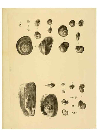 Reproducción/Reproduction 10328105175: The zoology of the voyage of the H.M.S. Erebus & Terror,. London,E. W. Janson,1844-1875.