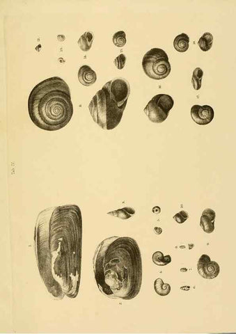 Reproducción/Reproduction 10328105175: The zoology of the voyage of the H.M.S. Erebus & Terror,. London,E. W. Janson,1844-1875.