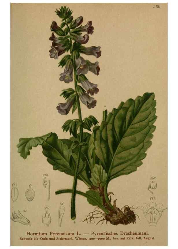 Reproducción/Reproduction 10424046034: Atlas der Alpenflora /. Wien :Eigenthum und Verlag des Deutschen und Oesterr. Alpenvereins,1882.