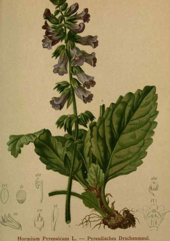 Reproducción/Reproduction 10424046034: Atlas der Alpenflora /. Wien :Eigenthum und Verlag des Deutschen und Oesterr. Alpenvereins,1882.
