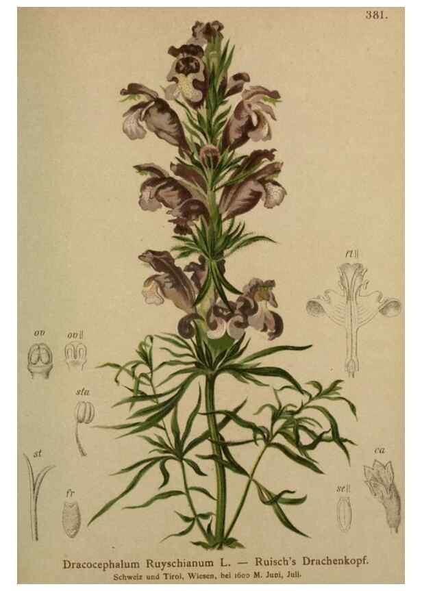 Reproducción/Reproduction 10424216913: Atlas der Alpenflora /. Wien :Eigenthum und Verlag des Deutschen und Oesterr. Alpenvereins,1882.