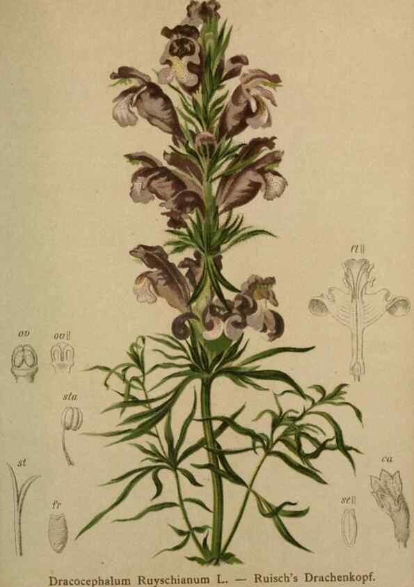 Reproducción/Reproduction 10424216913: Atlas der Alpenflora /. Wien :Eigenthum und Verlag des Deutschen und Oesterr. Alpenvereins,1882.