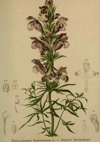 Reproducción/Reproduction 10424216913: Atlas der Alpenflora /. Wien :Eigenthum und Verlag des Deutschen und Oesterr. Alpenvereins,1882.