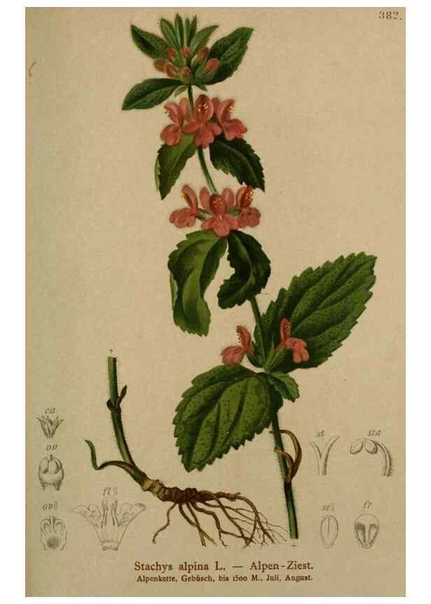 Reproducción/Reproduction 10424055564: Atlas der Alpenflora /. Wien :Eigenthum und Verlag des Deutschen und Oesterr. Alpenvereins,1882.