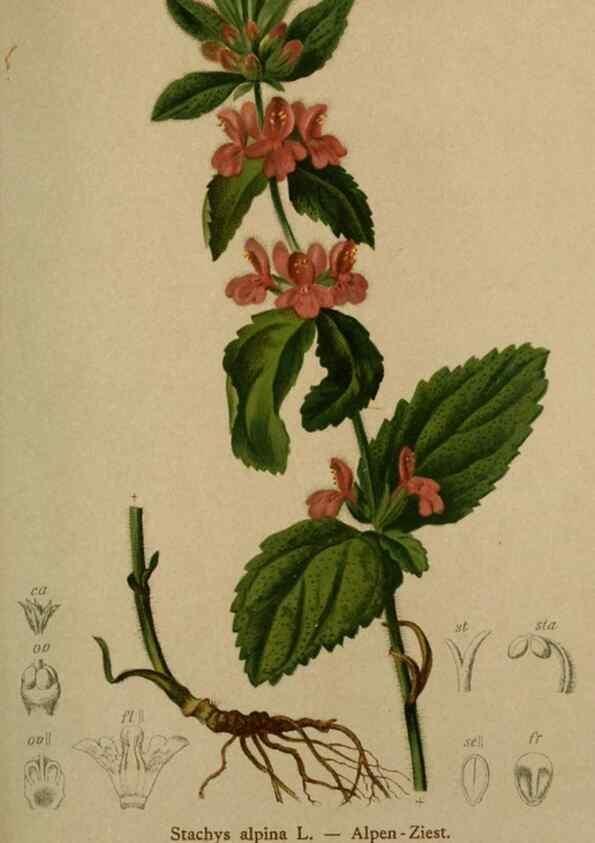 Reproducción/Reproduction 10424055564: Atlas der Alpenflora /. Wien :Eigenthum und Verlag des Deutschen und Oesterr. Alpenvereins,1882.