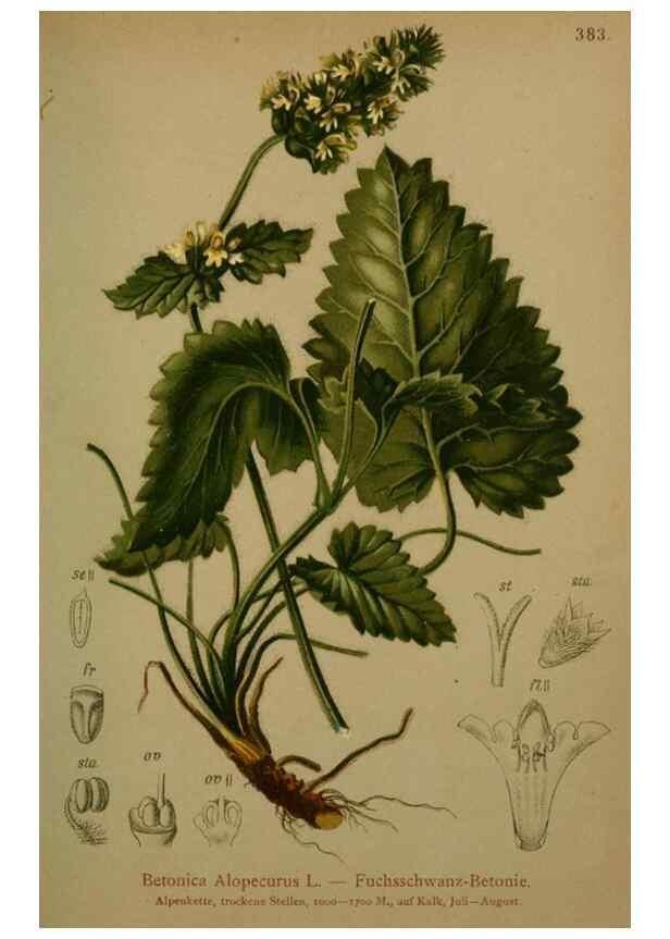 Reproducción/Reproduction 10424091665: Atlas der Alpenflora /. Wien :Eigenthum und Verlag des Deutschen und Oesterr. Alpenvereins,1882.