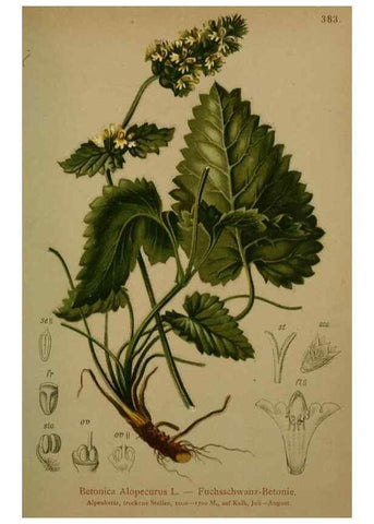 Reproducción/Reproduction 10424091665: Atlas der Alpenflora /. Wien :Eigenthum und Verlag des Deutschen und Oesterr. Alpenvereins,1882.