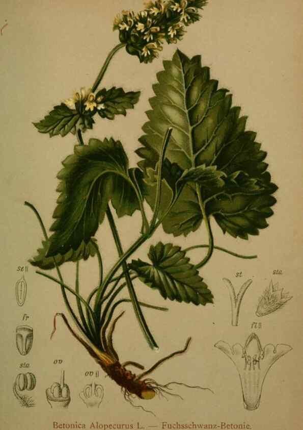Reproducción/Reproduction 10424091665: Atlas der Alpenflora /. Wien :Eigenthum und Verlag des Deutschen und Oesterr. Alpenvereins,1882.