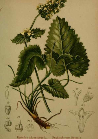 Reproducción/Reproduction 10424091665: Atlas der Alpenflora /. Wien :Eigenthum und Verlag des Deutschen und Oesterr. Alpenvereins,1882.