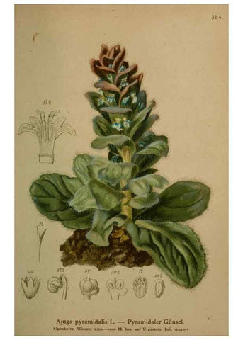 Reproducción/Reproduction 10424096895: Atlas der Alpenflora /. Wien :Eigenthum und Verlag des Deutschen und Oesterr. Alpenvereins,1882.