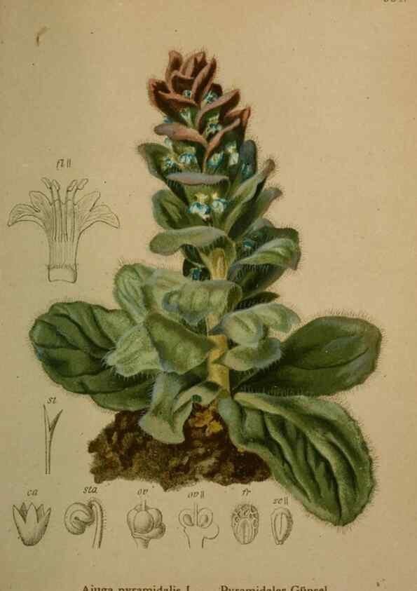 Reproducción/Reproduction 10424096895: Atlas der Alpenflora /. Wien :Eigenthum und Verlag des Deutschen und Oesterr. Alpenvereins,1882.