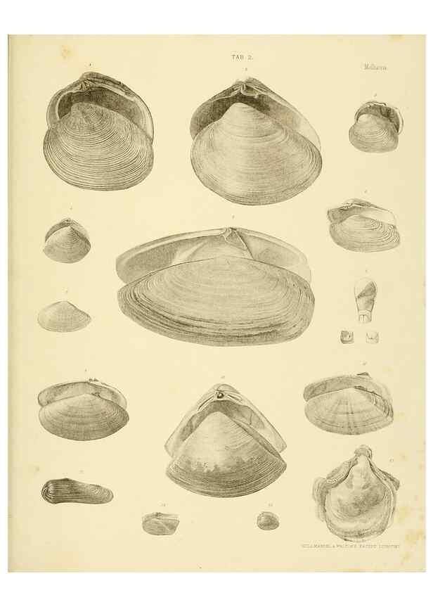 Reproducción/Reproduction 10328100996: The zoology of the voyage of the H.M.S. Erebus & Terror,. London,E. W. Janson,1844-1875.