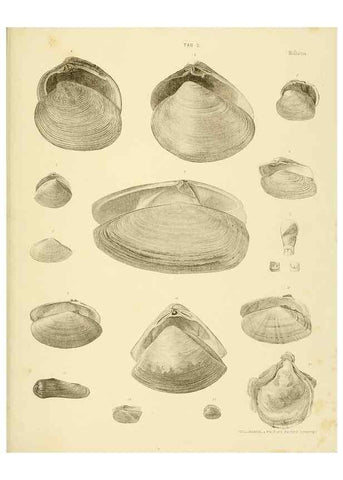 Reproducción/Reproduction 10328100996: The zoology of the voyage of the H.M.S. Erebus & Terror,. London,E. W. Janson,1844-1875.