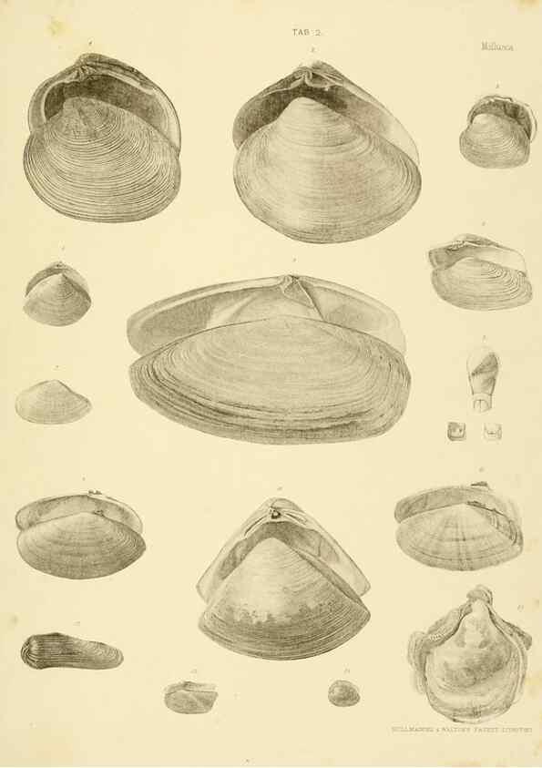 Reproducción/Reproduction 10328100996: The zoology of the voyage of the H.M.S. Erebus & Terror,. London,E. W. Janson,1844-1875.