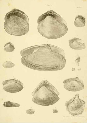 Reproducción/Reproduction 10328100996: The zoology of the voyage of the H.M.S. Erebus & Terror,. London,E. W. Janson,1844-1875.