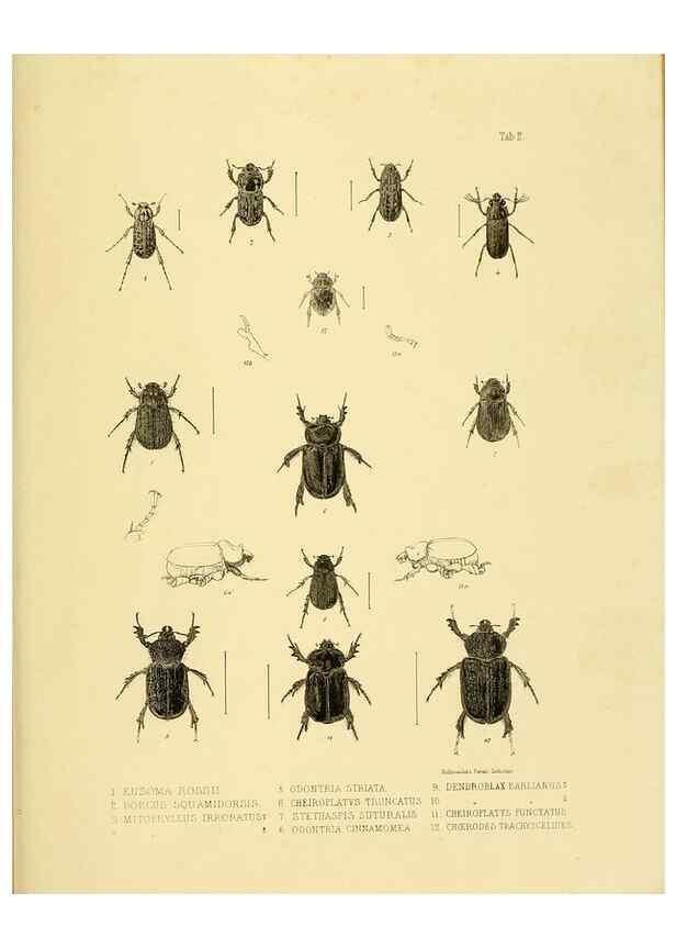 Reproducción/Reproduction 10328075015: The zoology of the voyage of the H.M.S. Erebus & Terror,. London,E. W. Janson,1844-1875.