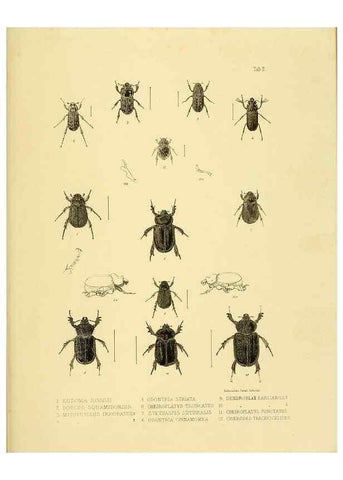 Reproducción/Reproduction 10328075015: The zoology of the voyage of the H.M.S. Erebus & Terror,. London,E. W. Janson,1844-1875.
