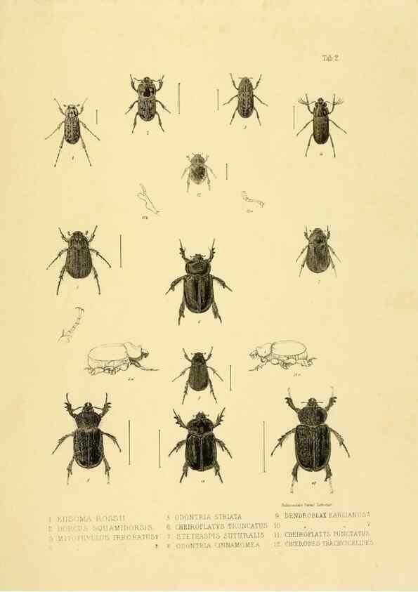 Reproducción/Reproduction 10328075015: The zoology of the voyage of the H.M.S. Erebus & Terror,. London,E. W. Janson,1844-1875.