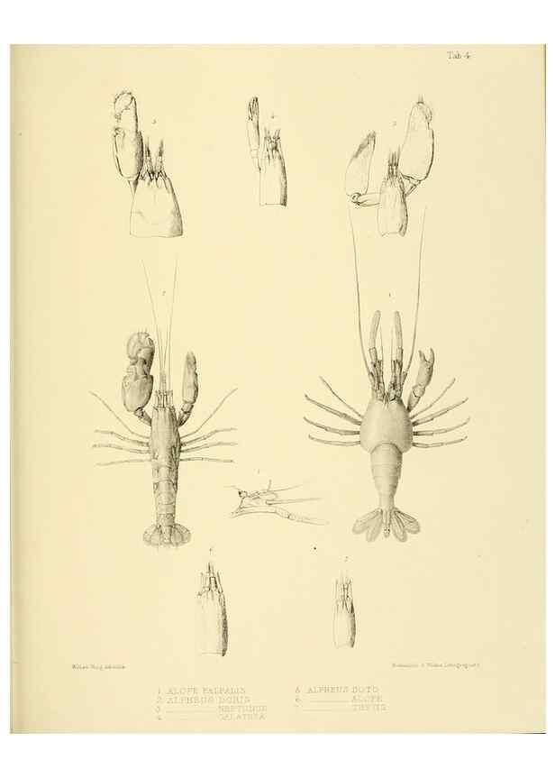Reproducción/Reproduction 10328070165: The zoology of the voyage of the H.M.S. Erebus & Terror,. London,E. W. Janson,1844-1875.