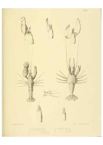 Reproducción/Reproduction 10328070165: The zoology of the voyage of the H.M.S. Erebus & Terror,. London,E. W. Janson,1844-1875.