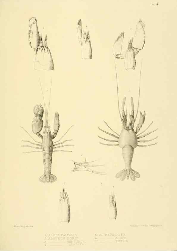 Reproducción/Reproduction 10328070165: The zoology of the voyage of the H.M.S. Erebus & Terror,. London,E. W. Janson,1844-1875.