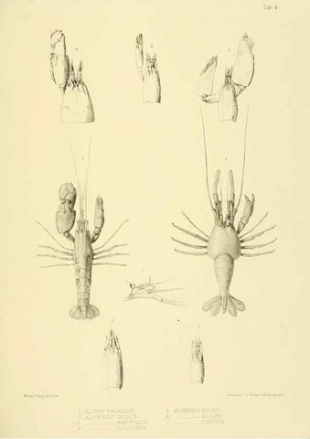 Reproducción/Reproduction 10328070165: The zoology of the voyage of the H.M.S. Erebus & Terror,. London,E. W. Janson,1844-1875.