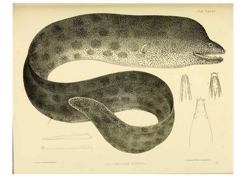 Reproducción/Reproduction 10328181033: The zoology of the voyage of the H.M.S. Erebus & Terror,. London,E. W. Janson,1844-1875.