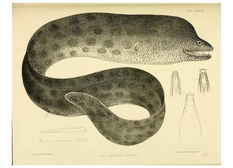 Reproducción/Reproduction 10328181033: The zoology of the voyage of the H.M.S. Erebus & Terror,. London,E. W. Janson,1844-1875.