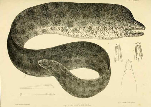 Reproducción/Reproduction 10328181033: The zoology of the voyage of the H.M.S. Erebus & Terror,. London,E. W. Janson,1844-1875.