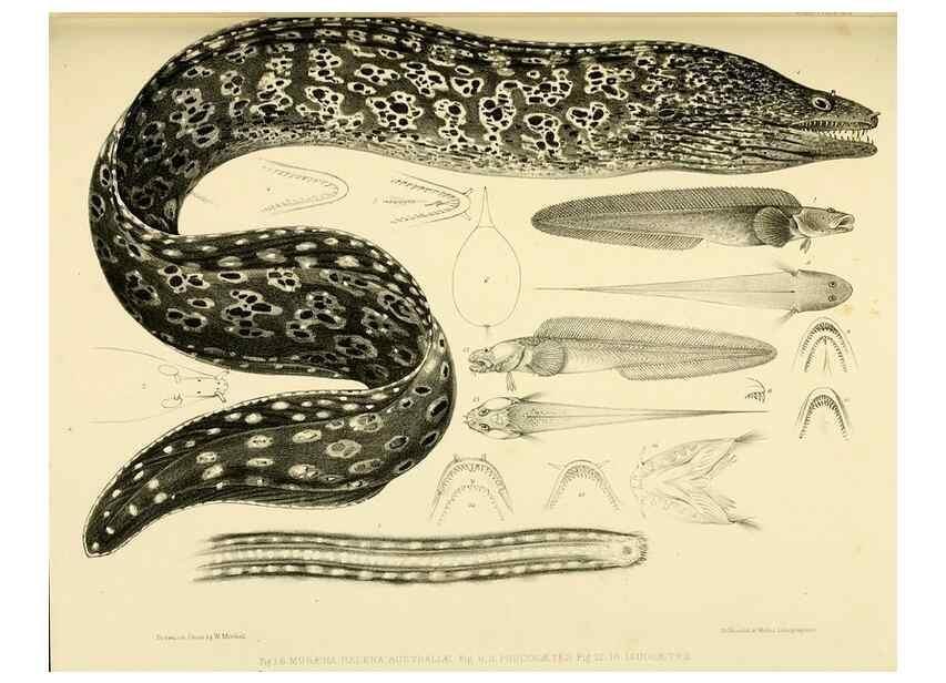Reproducción/Reproduction 10328026225: The zoology of the voyage of the H.M.S. Erebus & Terror,. London,E. W. Janson,1844-1875.