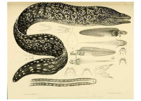 Reproducción/Reproduction 10328026225: The zoology of the voyage of the H.M.S. Erebus & Terror,. London,E. W. Janson,1844-1875.