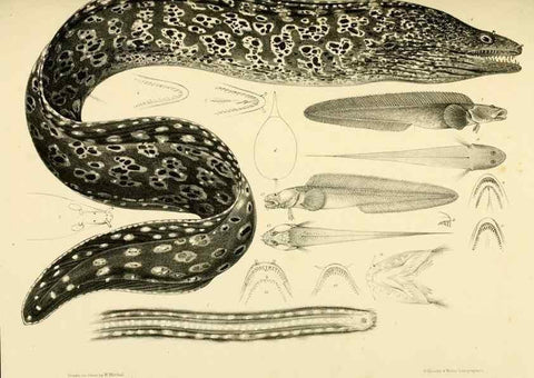 Reproducción/Reproduction 10328026225: The zoology of the voyage of the H.M.S. Erebus & Terror,. London,E. W. Janson,1844-1875.