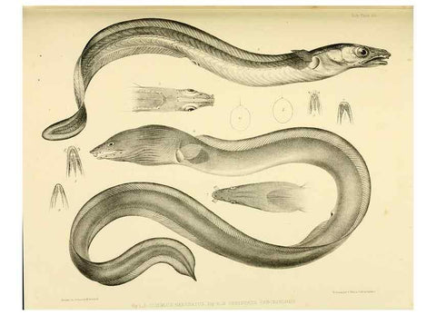 Reproducción/Reproduction 10328030086: The zoology of the voyage of the H.M.S. Erebus & Terror,. London,E. W. Janson,1844-1875.
