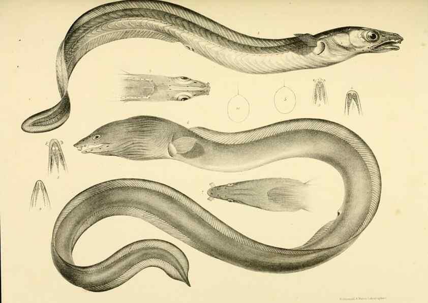 Reproducción/Reproduction 10328030086: The zoology of the voyage of the H.M.S. Erebus & Terror,. London,E. W. Janson,1844-1875.