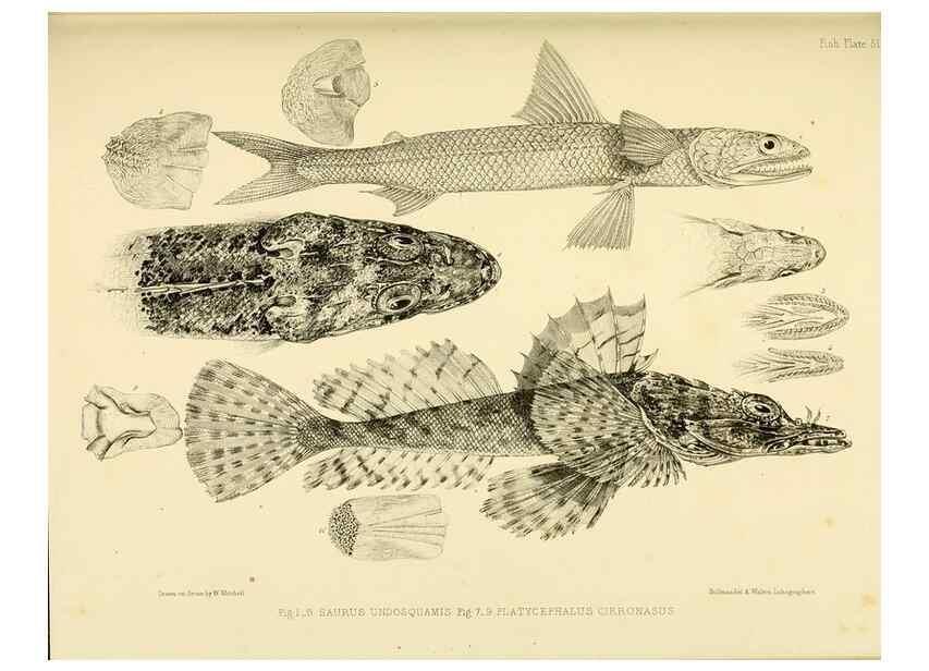 Reproducción/Reproduction 10328033156: The zoology of the voyage of the H.M.S. Erebus & Terror,. London,E. W. Janson,1844-1875.