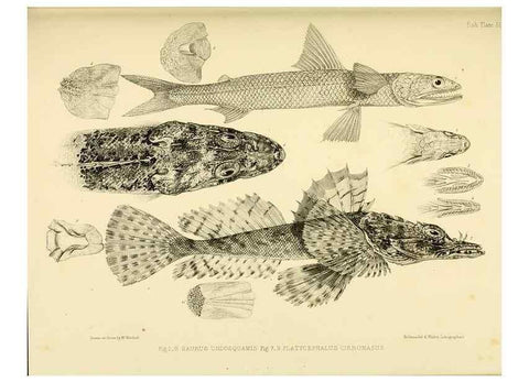 Reproducción/Reproduction 10328033156: The zoology of the voyage of the H.M.S. Erebus & Terror,. London,E. W. Janson,1844-1875.