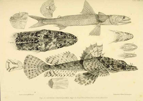 Reproducción/Reproduction 10328033156: The zoology of the voyage of the H.M.S. Erebus & Terror,. London,E. W. Janson,1844-1875.