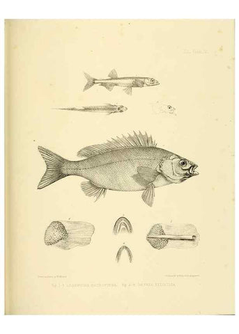 Reproducción/Reproduction 10328194223: The zoology of the voyage of the H.M.S. Erebus & Terror,. London,E. W. Janson,1844-1875.