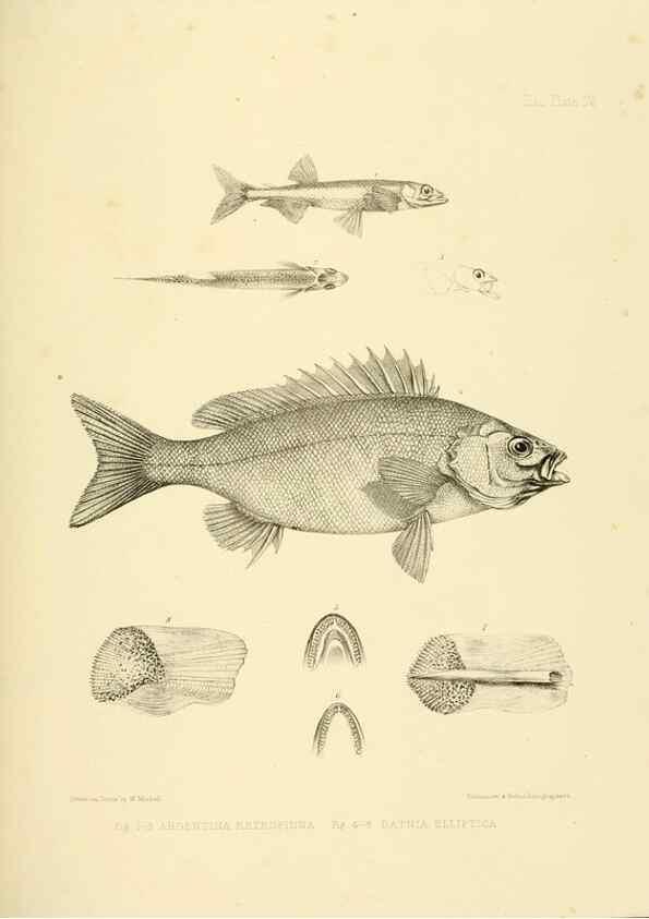 Reproducción/Reproduction 10328194223: The zoology of the voyage of the H.M.S. Erebus & Terror,. London,E. W. Janson,1844-1875.