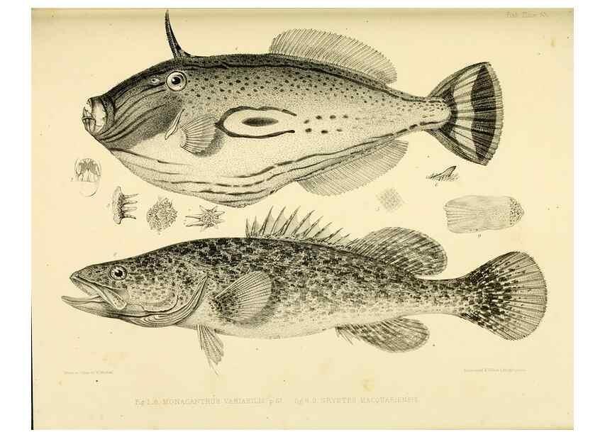 Reproducción/Reproduction 10328197493: The zoology of the voyage of the H.M.S. Erebus & Terror,. London,E. W. Janson,1844-1875.
